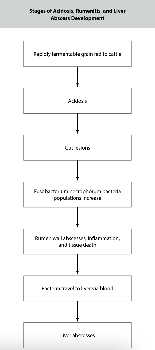 Flow chart showing the stages of liver abscess development. Each stage leads to the next: rapidly fermentable grain fed to cattle; acidosis; gut lesions; fusobacterium necrophorum bacteria populations increase; rumen wall abscesses, inflammation, and tissue death; bacteria travel to liver via blood; and liver abscesses.